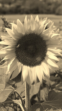 Szary + Sepia