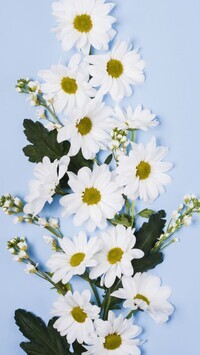 Oryginalny obrazek