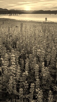 Szary + Sepia