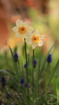 Oryginalny obrazek