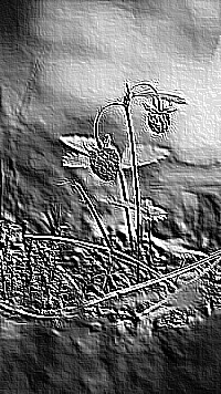 Skamielina