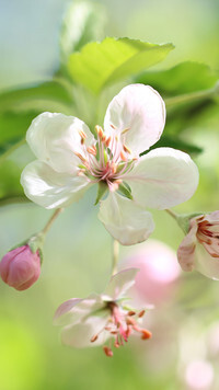 Oryginalny obrazek