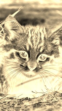 Sepia + Negatyw