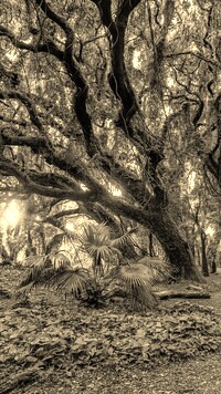 Szary + Sepia