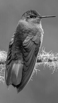 Szary