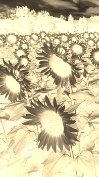 Sepia + Negatyw