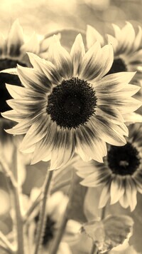 Szary + Sepia