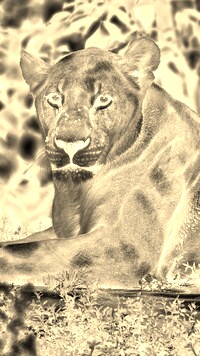 Sepia + Negatyw