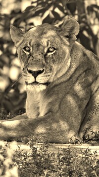 Szary + Sepia