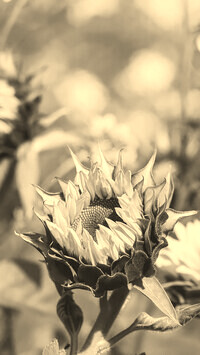 Szary + Sepia