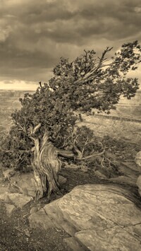 Szary + Sepia