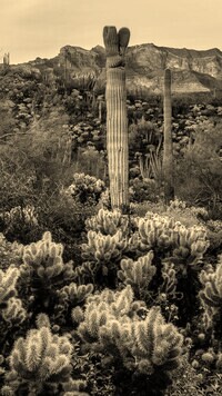 Sepia