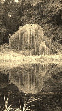 Szary + Sepia