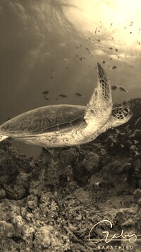 Szary + Sepia