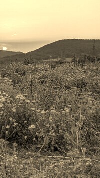 Sepia