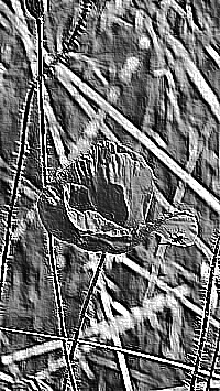 Skamielina