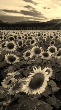 Szary + Sepia