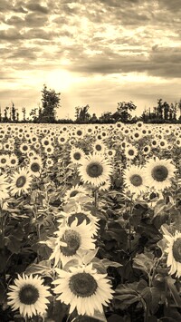 Szary + Sepia
