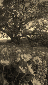 Szary + Sepia