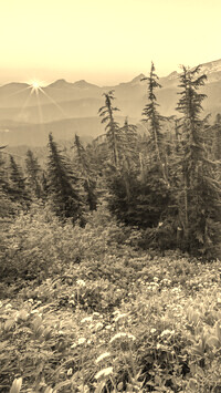 Szary + Sepia