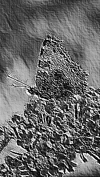Skamielina