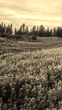 Szary + Sepia