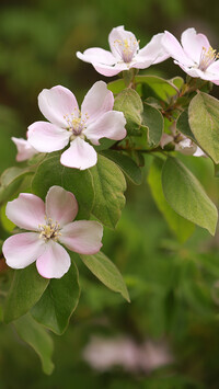 Oryginalny obrazek