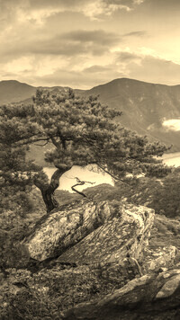 Szary + Sepia