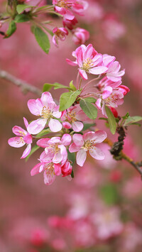 Oryginalny obrazek