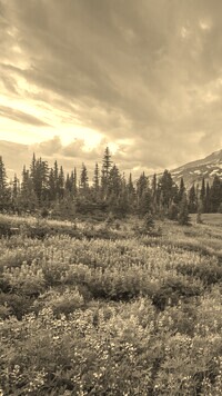 Sepia