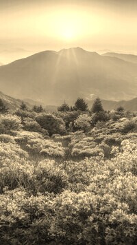 Szary + Sepia