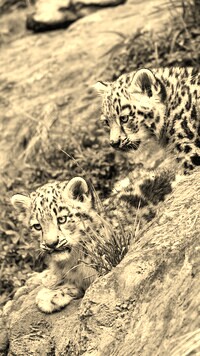 Szary + Sepia