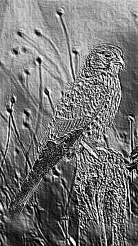 Skamielina
