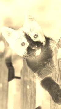 Sepia + Negatyw