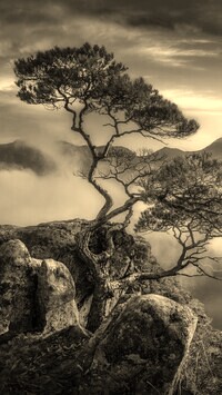 Szary + Sepia