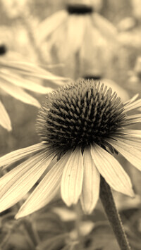 Szary + Sepia
