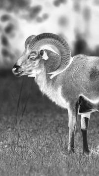 Szary + Negatyw
