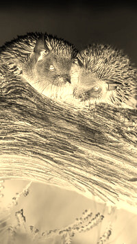 Sepia + Negatyw
