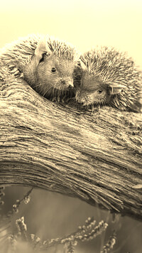 Szary + Sepia