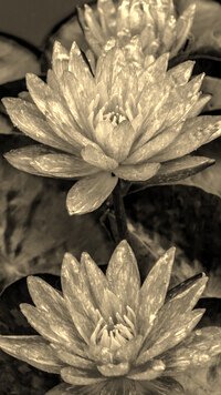 Szary + Sepia