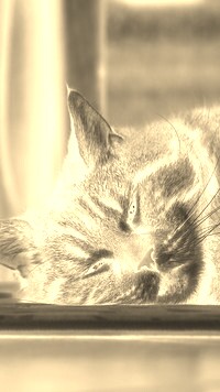 Sepia + Negatyw