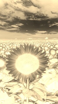 Sepia + Negatyw