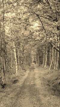 Szary + Sepia