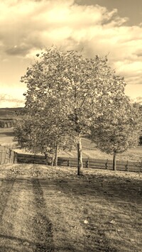 Szary + Sepia
