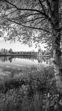 Szary