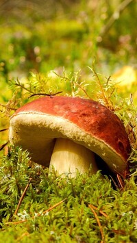 Oryginalny obrazek