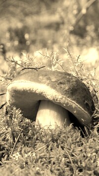 Szary + Sepia