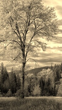 Szary + Sepia