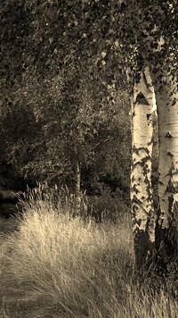 Szary + Sepia