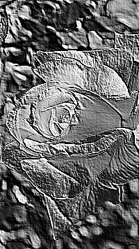 Skamielina